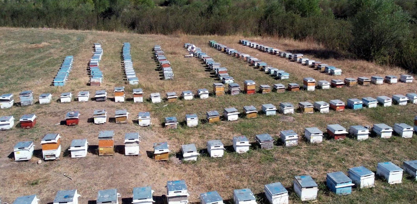 Beekeeping in Türkiye is thriving, with significant growth in honey production. (DHA Photo)