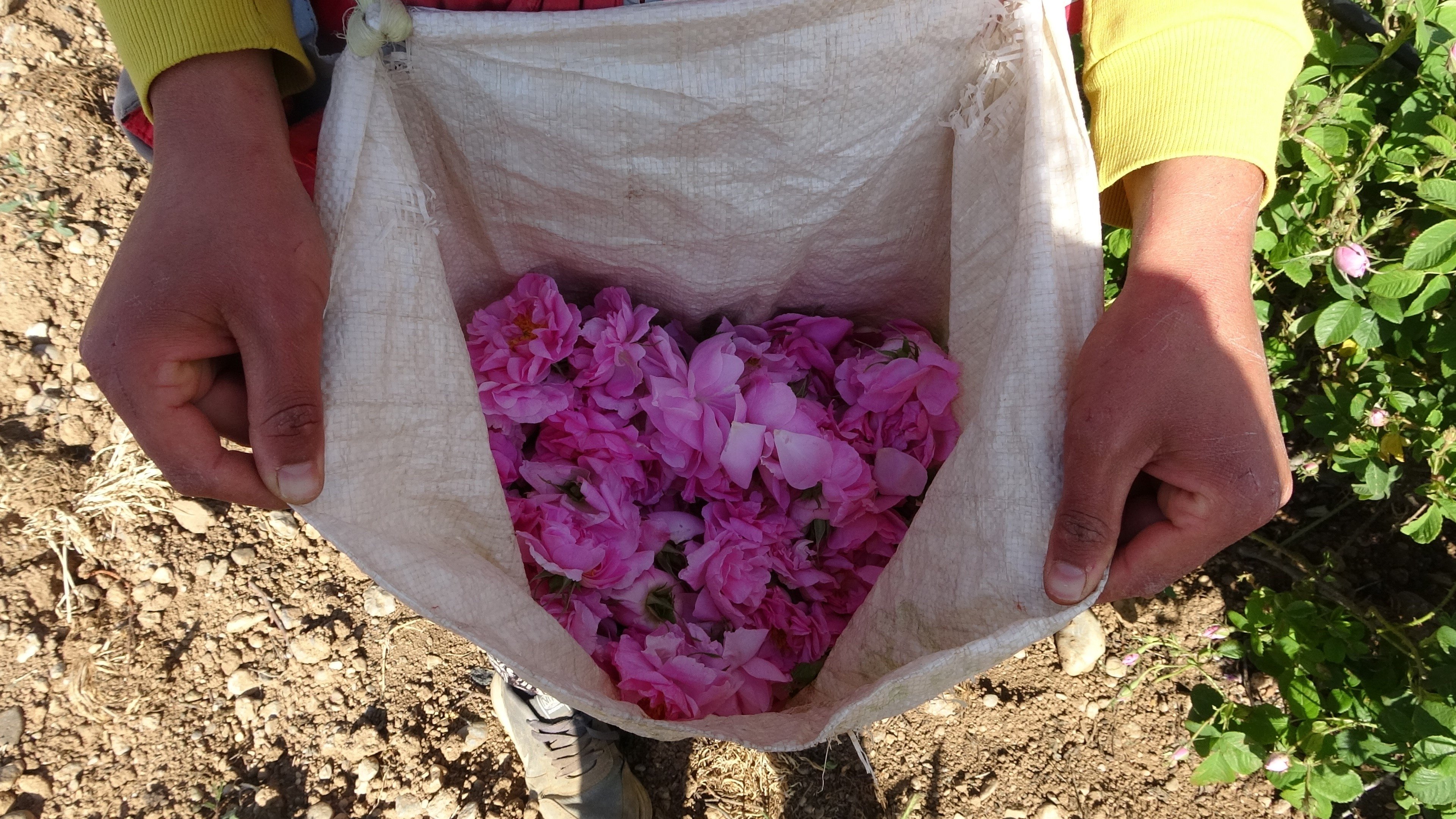 The favorable weather in Isparta&#039;s rose hub leads to an early start to the rose harvest, Isparta, Türkiye. May, 5, 2024 (IHA Photo)