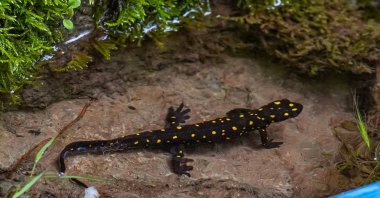 Yellow-spotted salamanders, also known as &quot;Turkish salamanders,&quot; are under threat of extinction, Diyarbakır, Türkiye. May 7, 2024. (AA Photo)