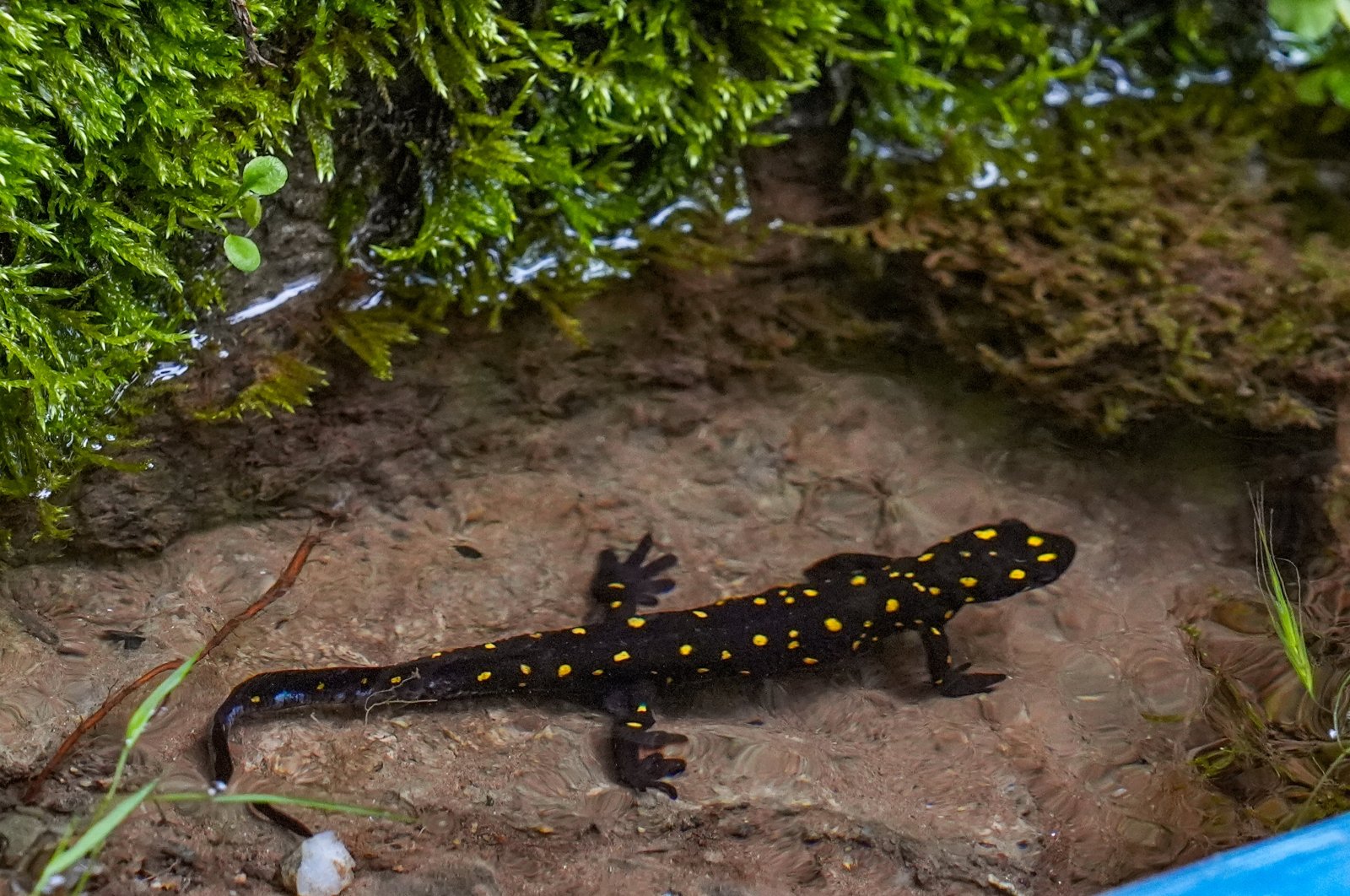Yellow-spotted salamanders, also known as &quot;Turkish salamanders,&quot; are under threat of extinction, Diyarbakır, Türkiye. May 7, 2024. (AA Photo)