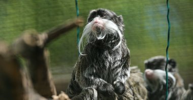 Bursa Zoo shelters 1,000 animals from 138 species, spanning from South American predators to Asian and local farm animals, Bursa, Türkiye. May, 6, 2024. (AA Photo)