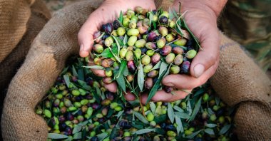 Higher in antioxidants and lightly processed, the oil from pressed olives is closer to nature than vegetable or seed counterparts, which usually see nutrients and taste diminished by processing and blending. (Shutterstock Photo)