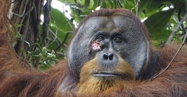 This photo provided by the Suaq Foundation shows a facial wound on Rakus, a wild male Sumatran orangutan in Gunung Leuser National Park, Indonesia, June 23, 2022. (AP Photo)