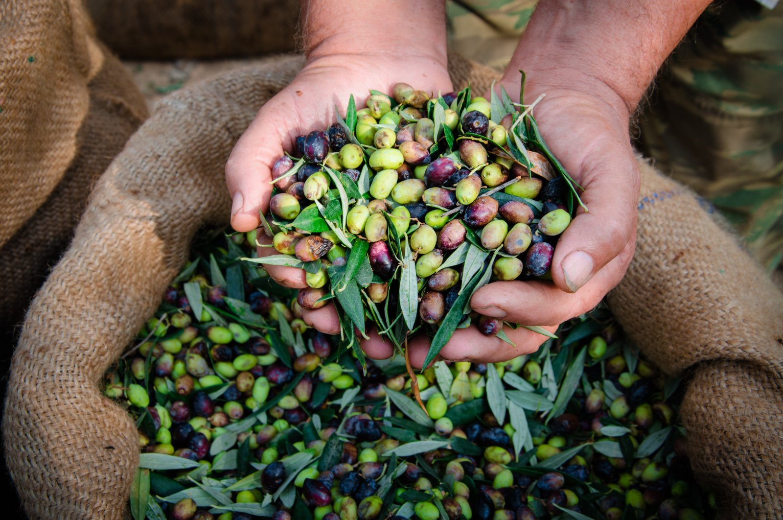 Higher in antioxidants and lightly processed, the oil from pressed olives is closer to nature than vegetable or seed counterparts, which usually see nutrients and taste diminished by processing and blending. (Shutterstock Photo)