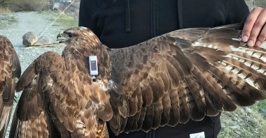 The steppe eagle tagged with a satellite transmitter is seen in Iğdır, eastern Türkiye, May 9, 2024. (AA Photo)