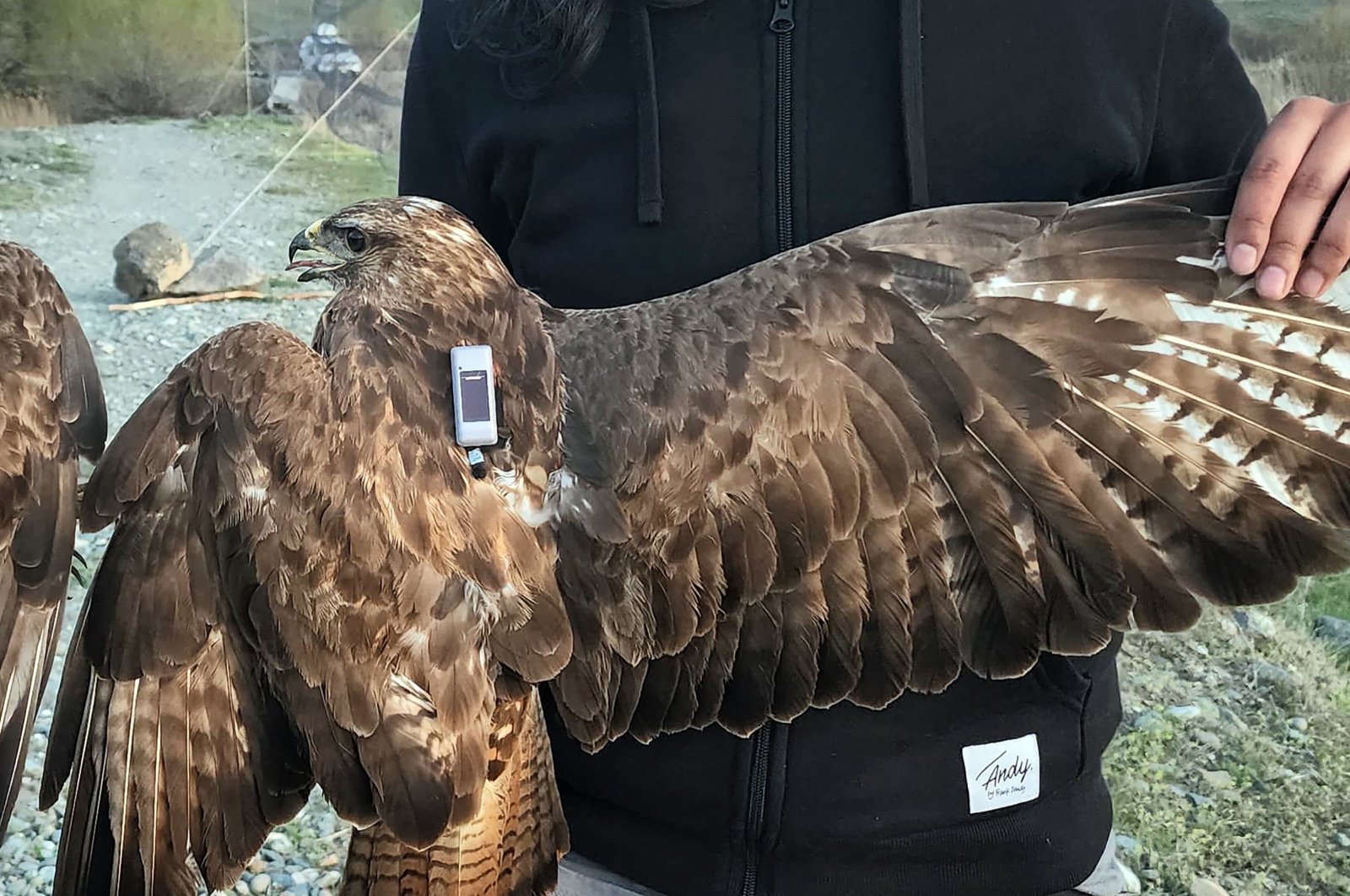 The steppe eagle tagged with a satellite transmitter is seen in Iğdır, eastern Türkiye, May 9, 2024. (AA Photo)