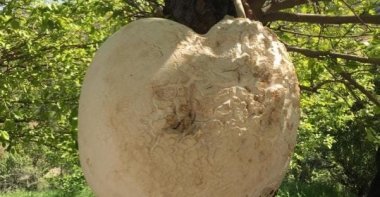 The 13-kilogram giant morel mushroom found by citizens in Elazığ left onlookers amazed, Elazığ, Türkiye, May 10, 2024. (IHA Photo)