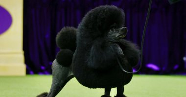 "Sage," a Miniature Poodle stands before winning the Best in Show group during the Annual Westminster Kennel Club Dog Show at Arthur Ashe Stadium, Queens, New York, U.S., May 14, 2024. (AFP Photo)