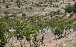 The project aims to boost production of 18 local grape varieties on a 10-acre plot in the monastery&#039;s garden, Mardin, Türkiye, May 14, 2024. (AA Photo) 
