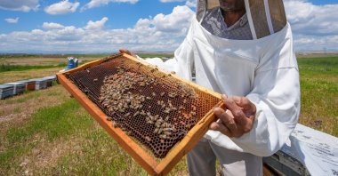 Beekeepers delay highland migration in Diyarbakir as plains bloom with colorful flowers, Diyarbakir, Türkiye, May 14, 2024. (AA Photo)
