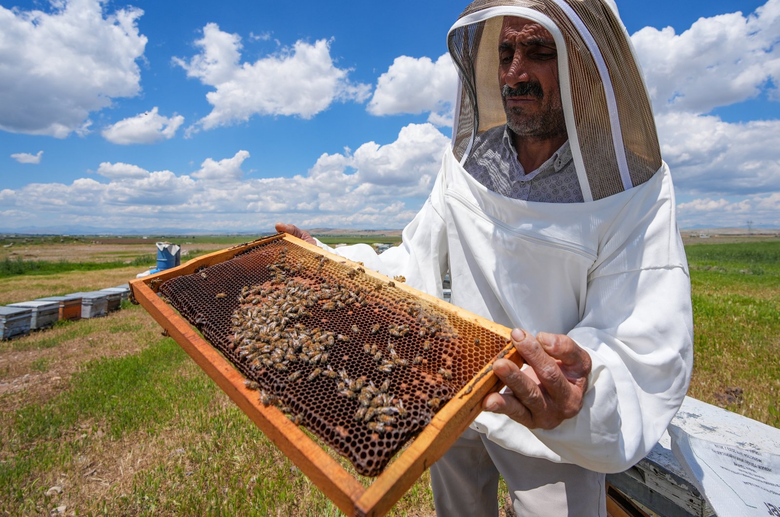 Beekeepers delay highland migration in Diyarbakir as plains bloom with colorful flowers, Diyarbakir, Türkiye, May 14, 2024. (AA Photo)