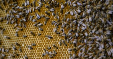 The lush green Pontic Alps is home to a subspecies of rhododendrons whose purple flowers contain a hallucinogenic neurotoxin with which bees make "mad honey," Rize, Türkiye, May 8, 2024. (AFP Photo)