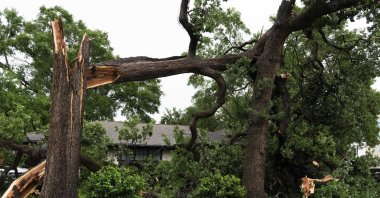 A large tree is left split in half after heavy winds and rain ripped through the region, Houston, Texas, U.S., May 16, 2024. (AP Photo)