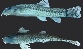 The newly discovered catfish has been officially named &quot;Oxynoemacheilus kottelati,&quot; Balıkesir, Türkiye, May 17, 2024. (AA Photo)