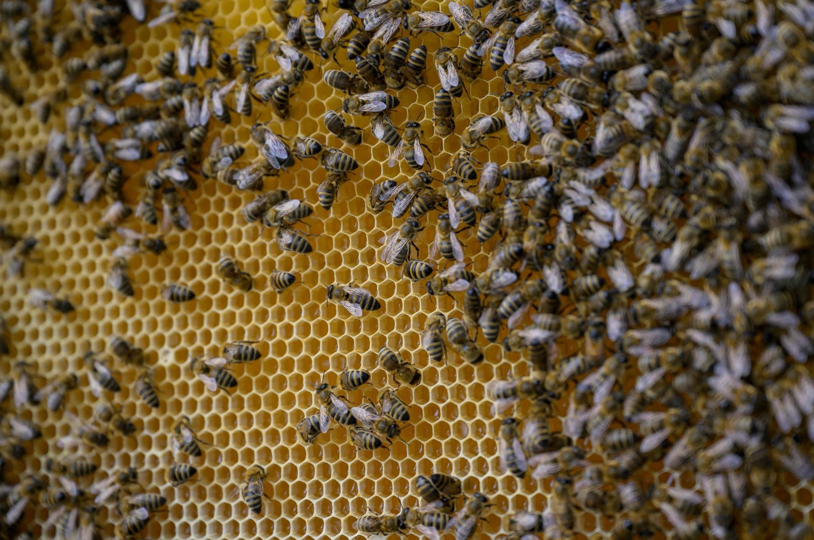 The lush green Pontic Alps is home to a subspecies of rhododendrons whose purple flowers contain a hallucinogenic neurotoxin with which bees make "mad honey," Rize, Türkiye, May 8, 2024. (AFP Photo)