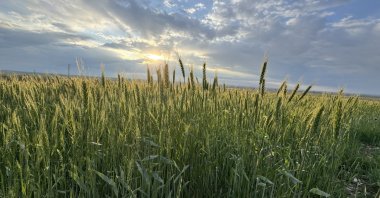 A general view of a wheat field in central Konya province, Türkiye, May 14, 2024. (AA Photo)