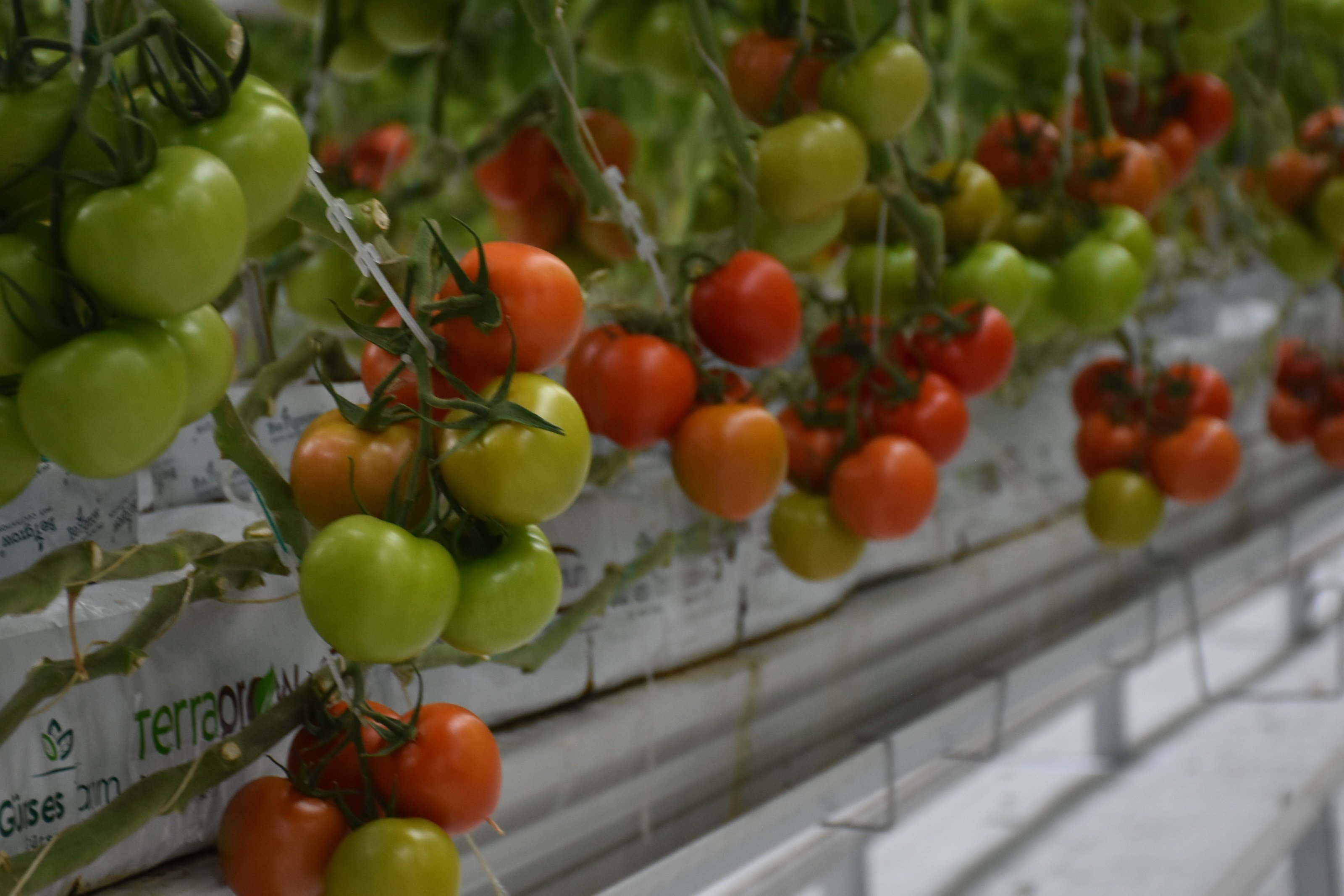 Entrepreneurial women bring ancestral tomatoes to major cities in Türkiye
