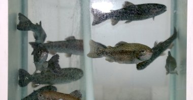 A scientific study found microplastic particles in the brains of fish, Erzurum, Türkiye, May 15, 2024. (AA Photo)