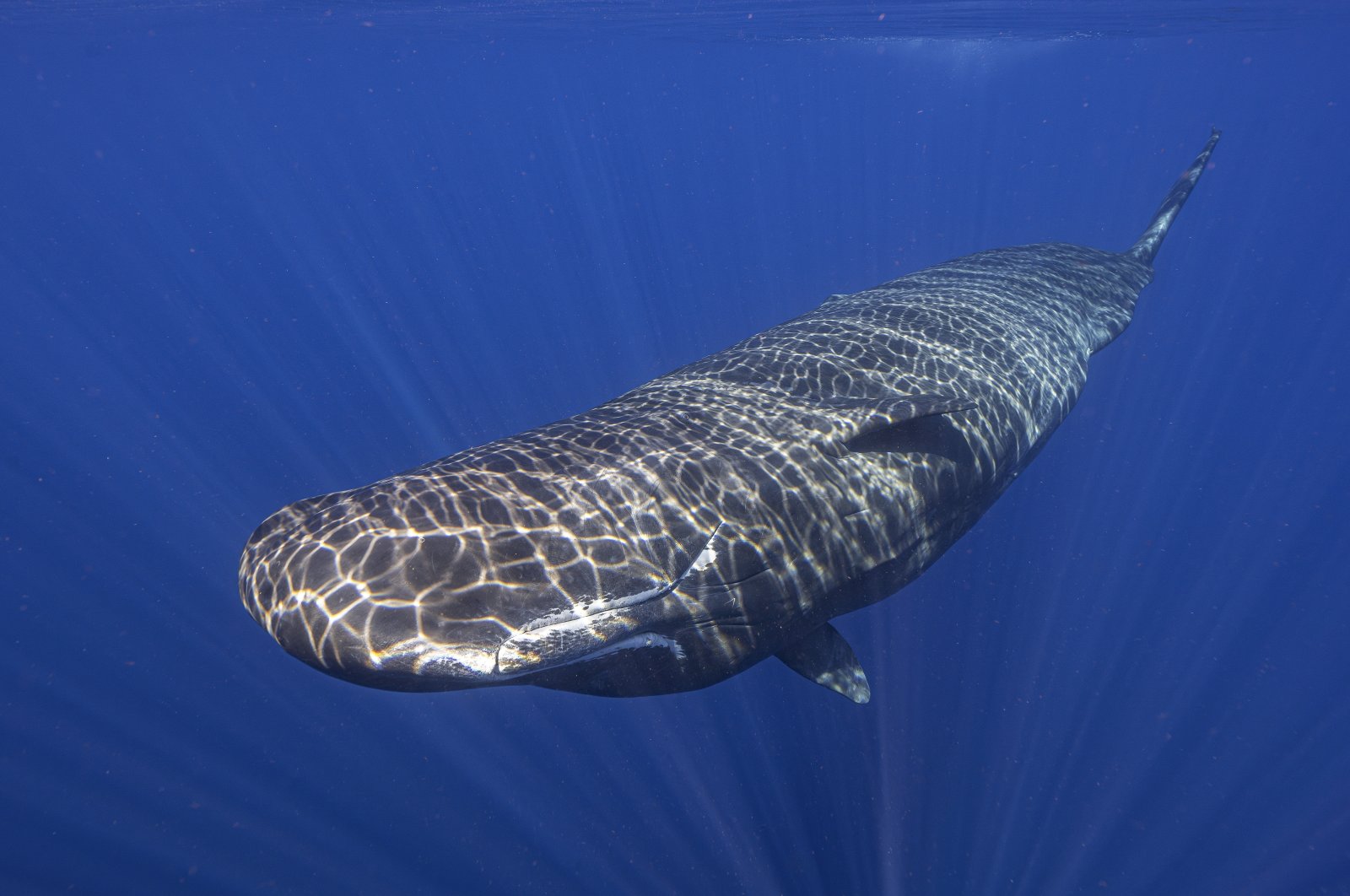 Light shines on a sperm whale swimming off the coast of Dominica, March 11, 2024. (AP Photo)