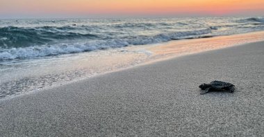 The season's first baby loggerhead sea turtles emerged from their nests and met the sea at Patara Beach, Antalya, Türkiye, May 18, 2024. (DHA Photo)