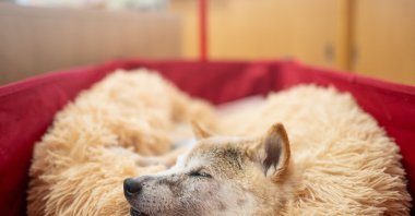 This picture shows Japanese shiba inu dog Kabosu, best known as the logo of cryptocurrency Dogecoin, taking a rest at the office of her owner, Atsuko Sato, after playing with children at a kindergarten in Narita, Chiba, March 19, 2024. (AFP Photo)