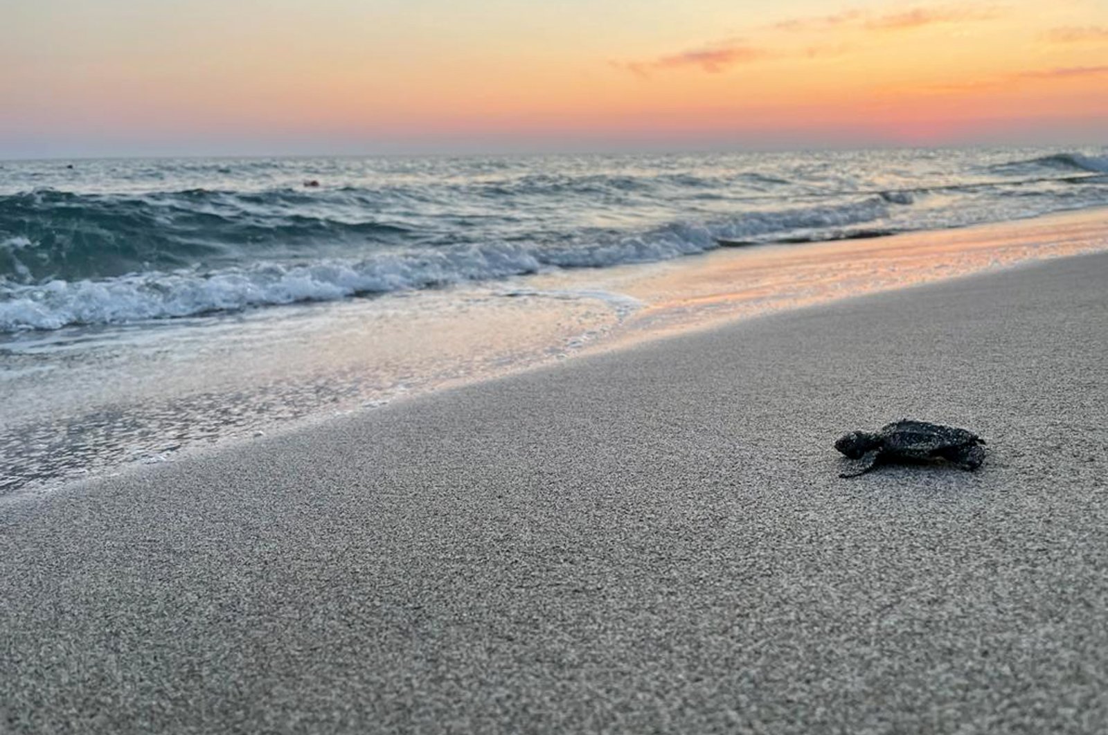 The season&#039;s first baby loggerhead sea turtles emerged from their nests and met the sea at Patara Beach, Antalya, Türkiye, May 18, 2024. (DHA Photo)