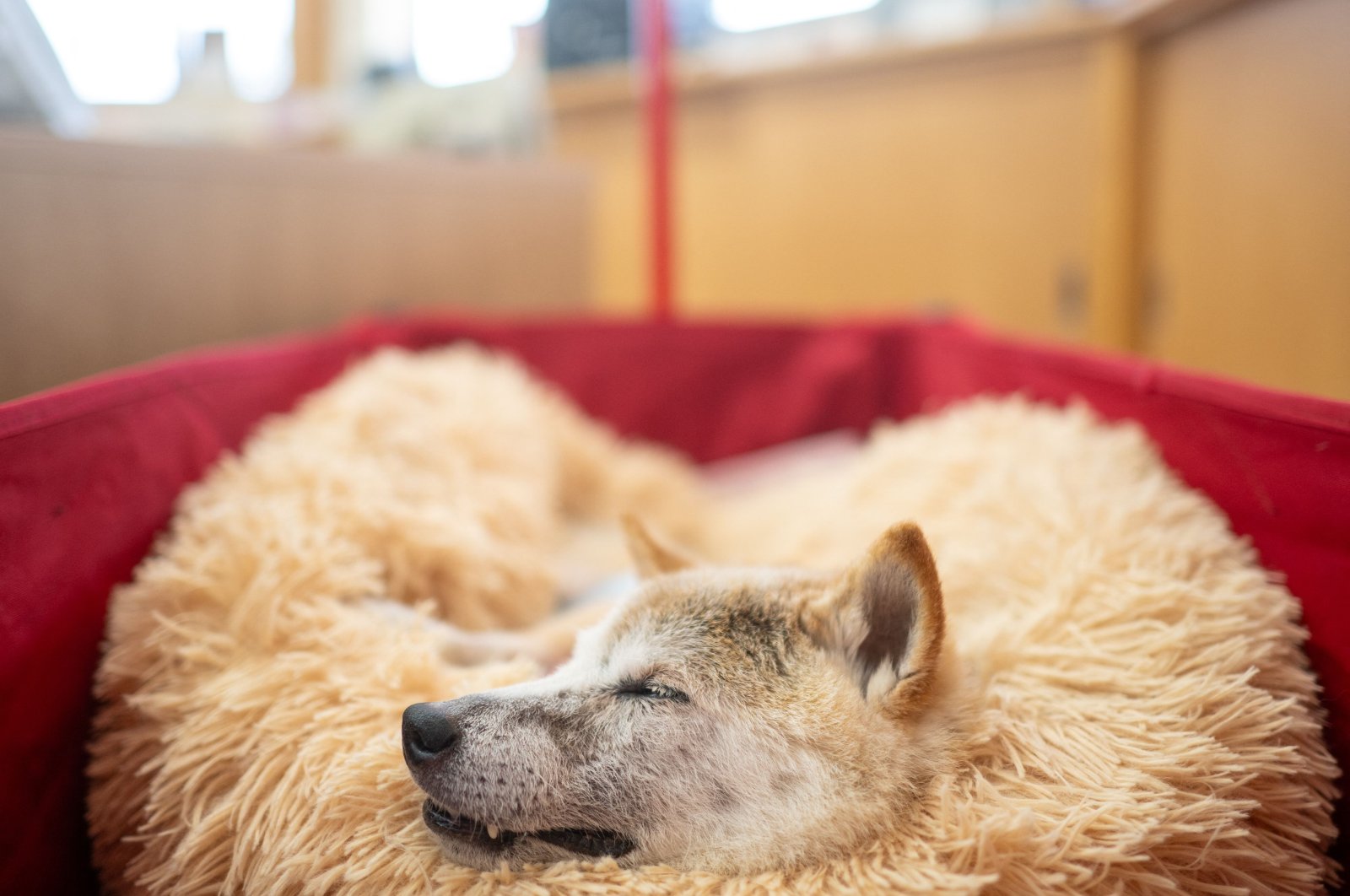 This picture shows Japanese shiba inu dog Kabosu, best known as the logo of cryptocurrency Dogecoin, taking a rest at the office of her owner, Atsuko Sato, after playing with children at a kindergarten in Narita, Chiba, March 19, 2024. (AFP Photo)