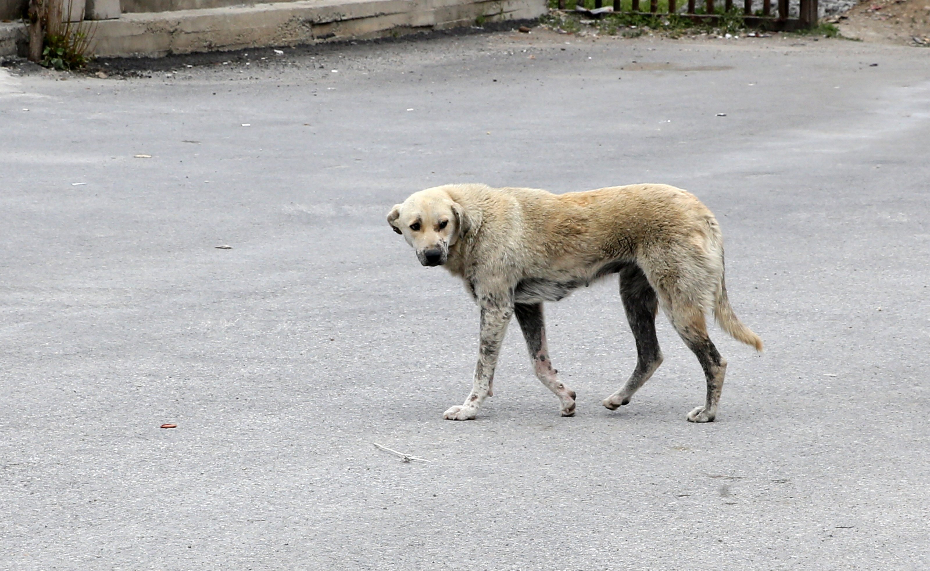 Türkiye to release a bill allowing euthanasia for stray dogs if not adopted. (AA Photo)