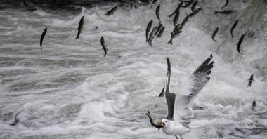 Pearl mullets migrate from Lake Van to freshwaters annually from April 15 to July 15, Van, Türkiye, May 24, 2024. (AA Photo) 