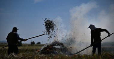 The painstaking process of producing frik involves precise harvesting, roasting and packaging, Gaziantep, Türkiye, May 21, 2024. (AA Photo)