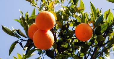 Oranges on an orchard in the citrus-rich province of Muğla, southwestern Türkiye, Aug. 9, 2023. (IHA Photo)