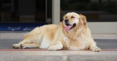 A stray dog on the streets of Trabzon, Türkiye, May 27, 2024. (IHA Photos)