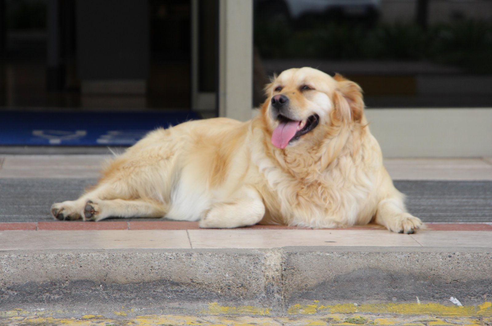 A stray dog on the streets of Trabzon, Türkiye, May 27, 2024. (IHA Photos)