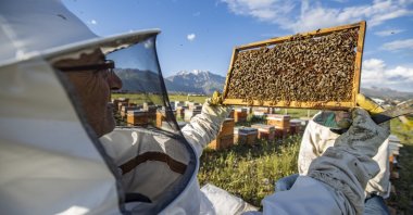In Ovacık, known for its clean water and diverse flora, 173 producers manage 15,553 hives for beekeeping sustenance, Tunceli, Türkiye, May 21, 2024.