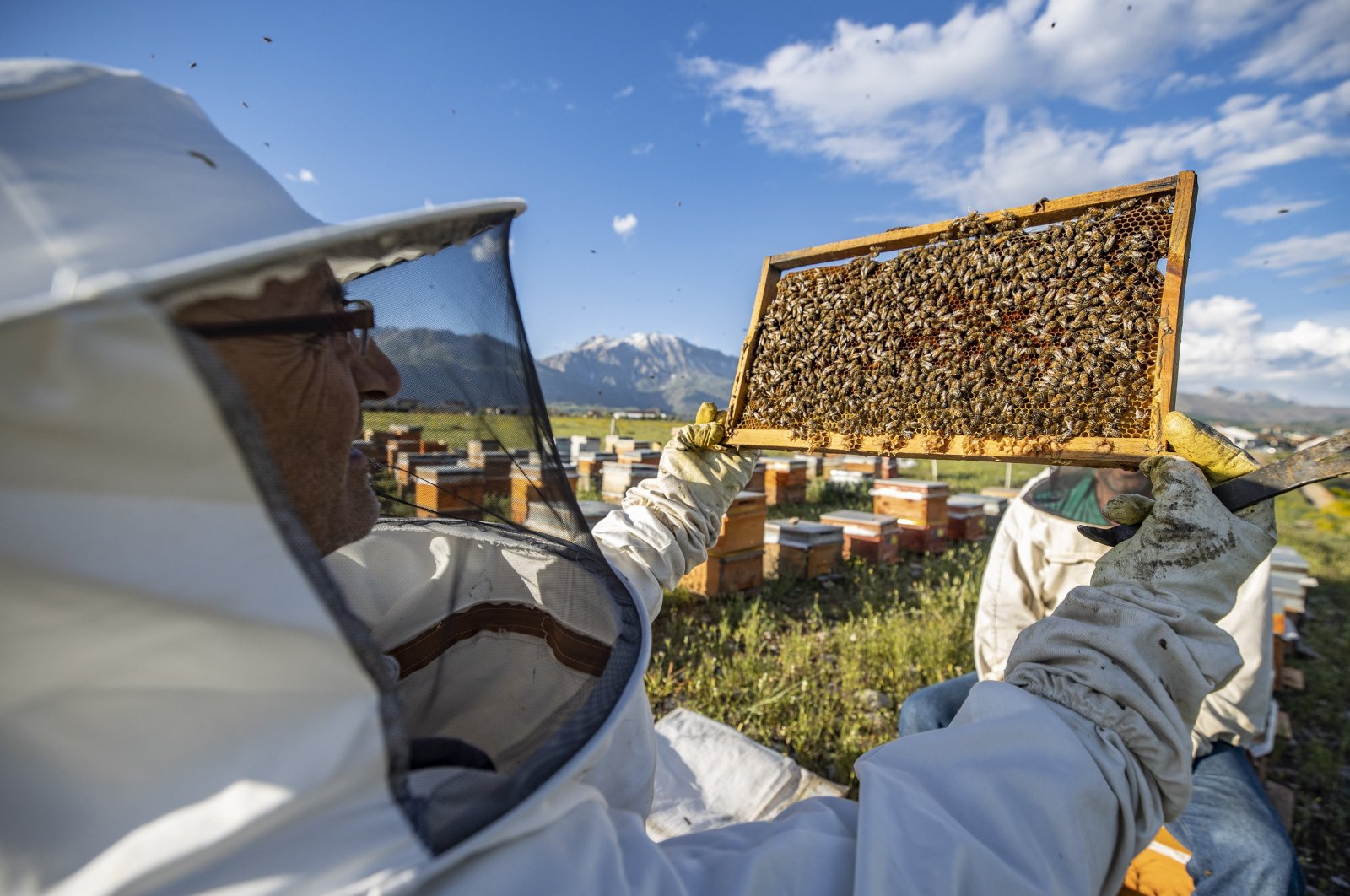 In Ovacık, known for its clean water and diverse flora, 173 producers manage 15,553 hives for beekeeping sustenance, Tunceli, Türkiye, May 21, 2024.