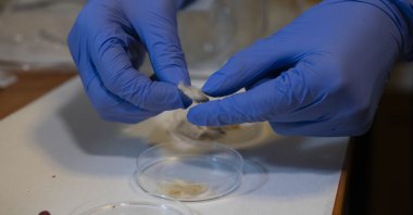 Cigarette butt pose significant environmental threats due to their composition of over 7,000 chemicals, Istanbul, Türkiye, May 28, 2024.  (AA Photo)