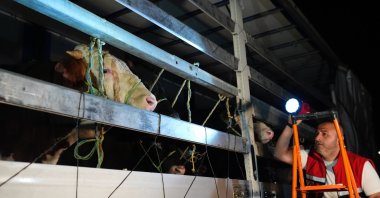 The entry of sacrificial animals into Istanbul has begun, with 28,000 animals currently on the road, Istanbul, Türkiye, June 1, 2024. (AA Photo)