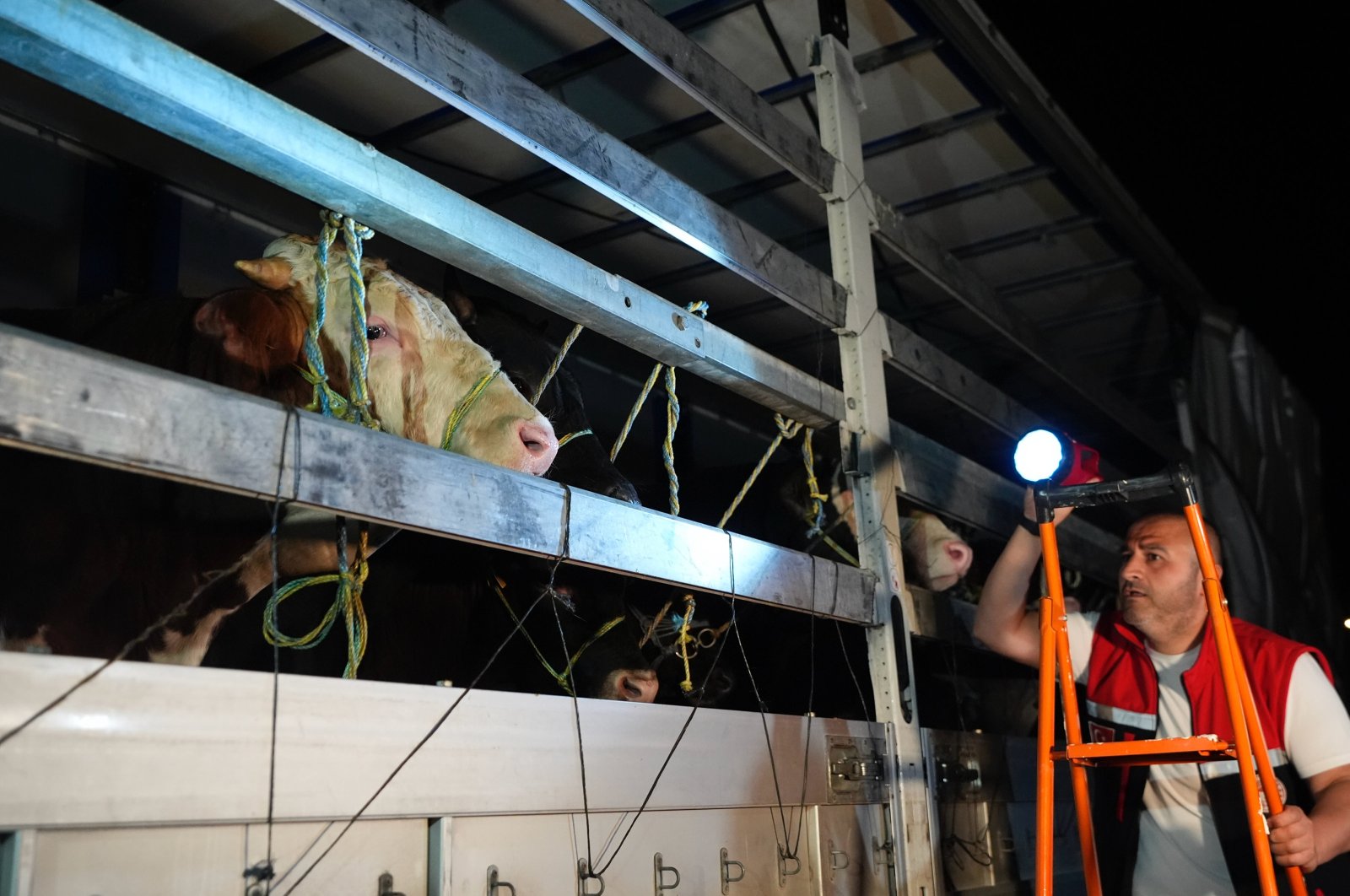 The entry of sacrificial animals into Istanbul has begun, with 28,000 animals currently on the road, Istanbul, Türkiye, June 1, 2024. (AA Photo)