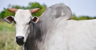 Worth $4 million, Viatina-19 FIV Mara Moveis is the most expensive cow ever sold at auction, according to Guinness World Records, Nov. 4, 2016 (Getty Images Photo)