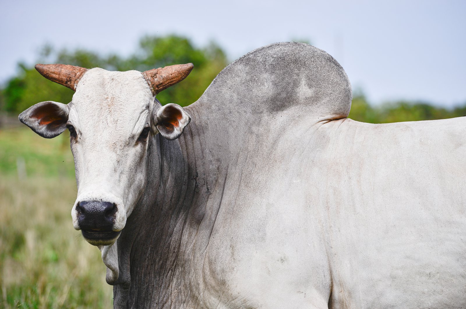 Worth $4 million, Viatina-19 FIV Mara Moveis is the most expensive cow ever sold at auction, according to Guinness World Records, Nov. 4, 2016 (Getty Images Photo)