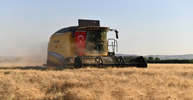 A combine harvests wheat in Şanlıurfa province, southeastern Türkiye, June 7, 2024. (AA Photo)
