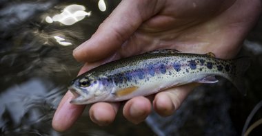 Türkiye has released a total of 600 million baby fish into lakes. (Getty Images Photo) 
