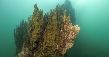 The new microbialite colony found by the Coast Guard Command DEGAK team in Ahlat, Bitlis, Türkiye, June 1, 2024. (AA Photo)