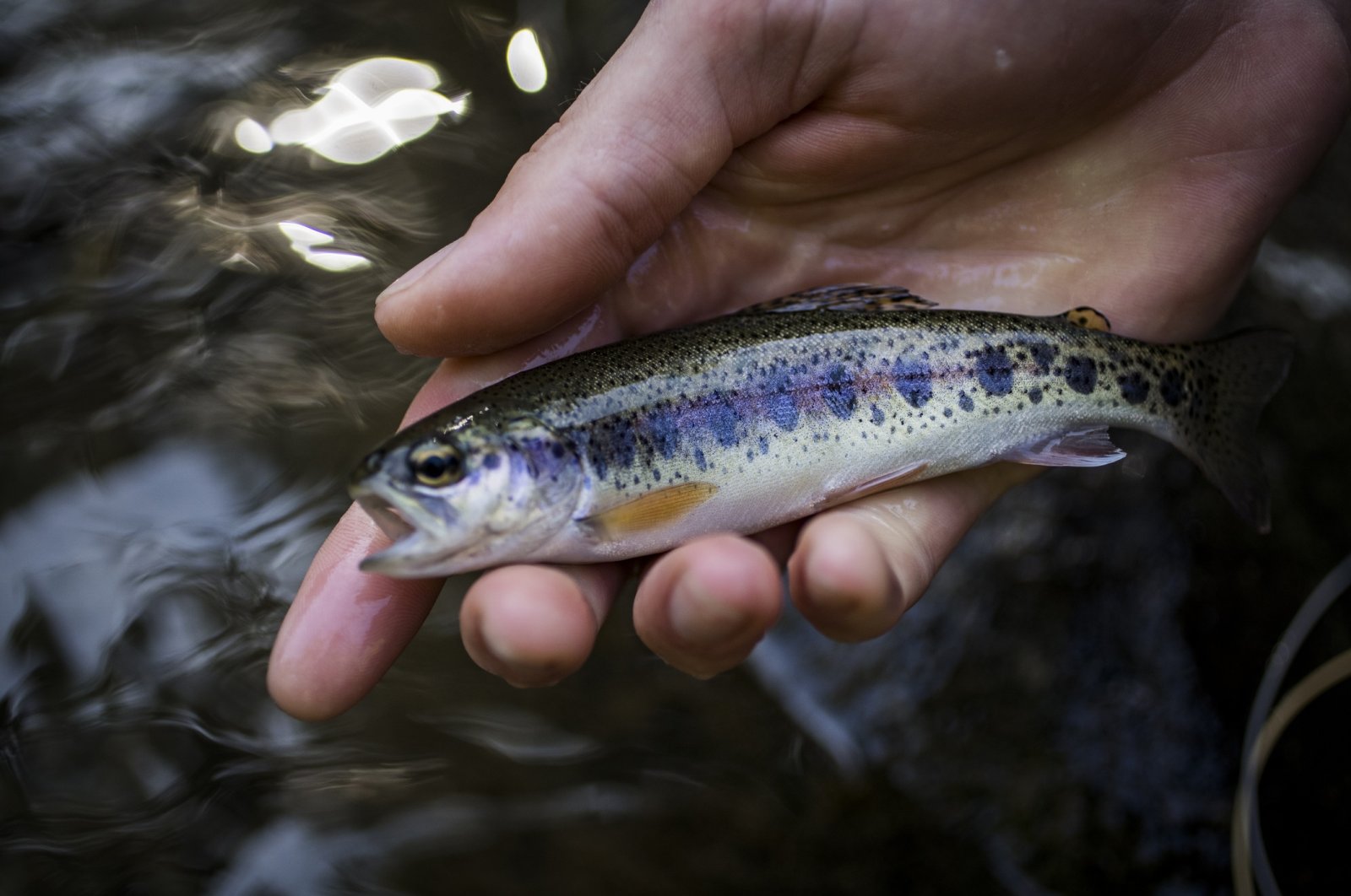 Türkiye has released a total of 600 million baby fish into lakes. (Getty Images Photo) 