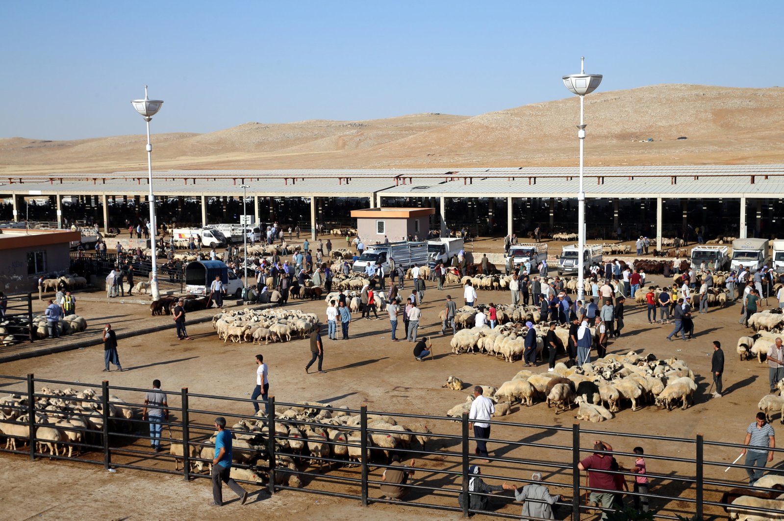 Livestock markets are bustling as breeders bring sacrificial animals for the upcoming Eid al-Adha, in Şanlıurfa, Türkiye, June 8, 2024. (AA Photo) 