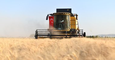 A combine harvests wheat in Şanlıurfa province, southeastern Türkiye, June 7, 2024. (AA Photo)