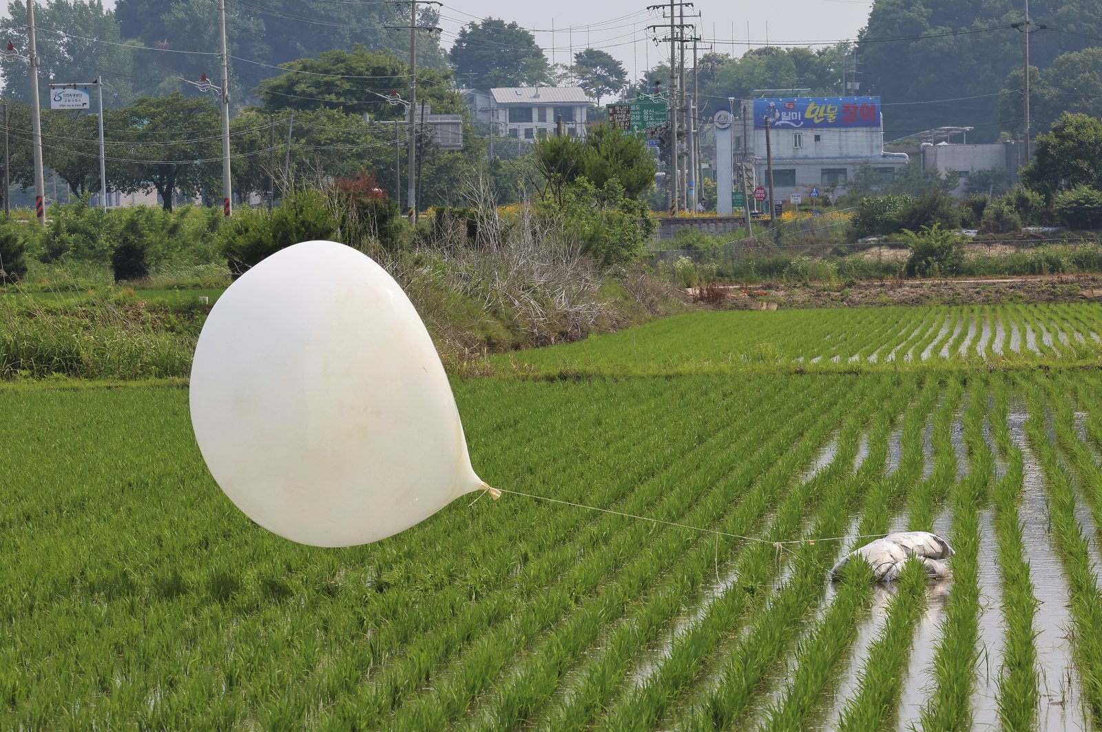 A balloon presumably sent by North Korea, is seen in a paddy field in Incheon, South Korea, Monday, June 10, 2024. (AP Photo)