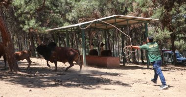 A trained team will catch runaway sacrificial animals and assist citizens during Qurban Bayram, Gaziantep, Türkiye, June 10, 2024. (AA Photo)