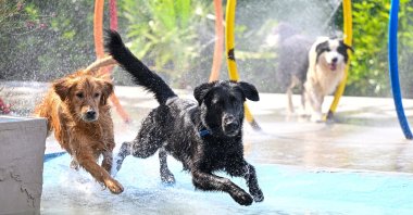 Pets happily play at the hotel, enjoying their time during the holiday rush, Gaziantep, Türkiye, June 7, 2024. (AA Photo) 