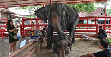Newborn elephant twins, a female (R) and a male (C), stand in front of their mother Jamjuree at the Ayutthaya Elephant Palace and Royal Kraal, Ayutthaya, Thailand, June 10, 2024. (AFP Photo)